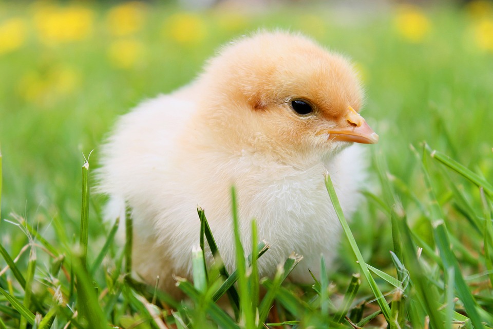 chicks 349035 960 720