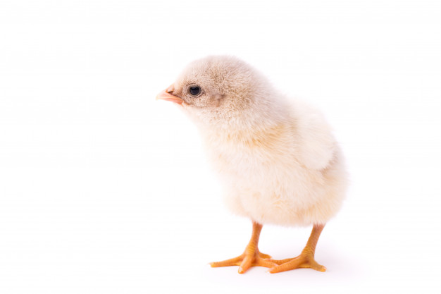 small chicken 123211 70