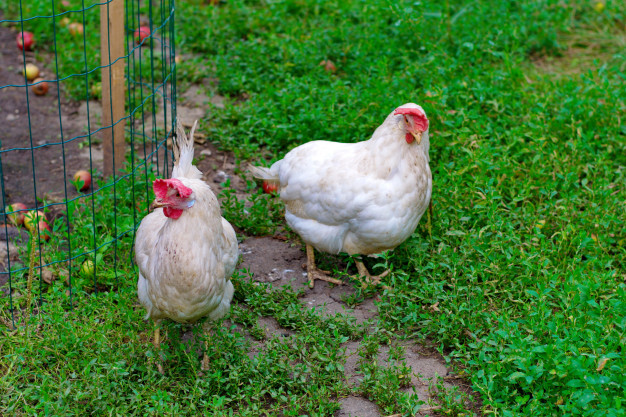two white hens 92056 483